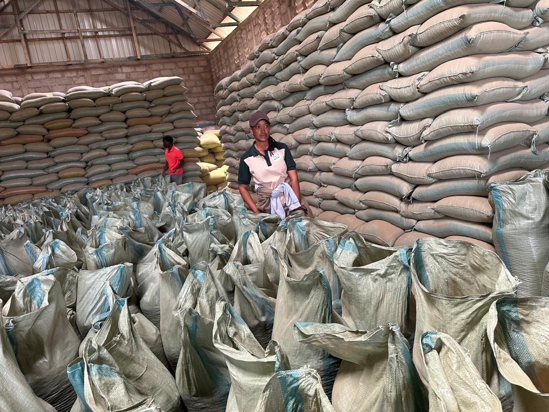 Grace Kambaulaya - CEO