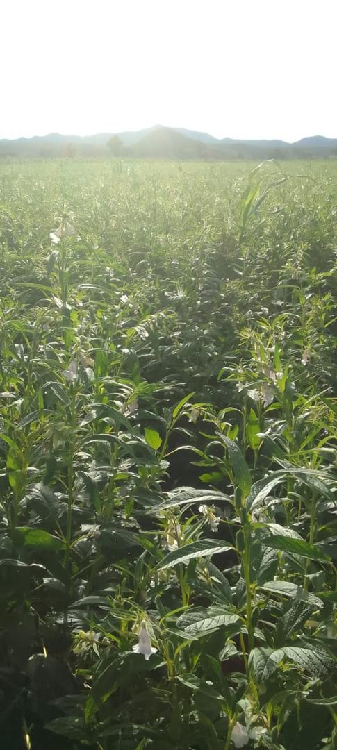 Sustainable Farming Techniques for Small-Scale Farmers