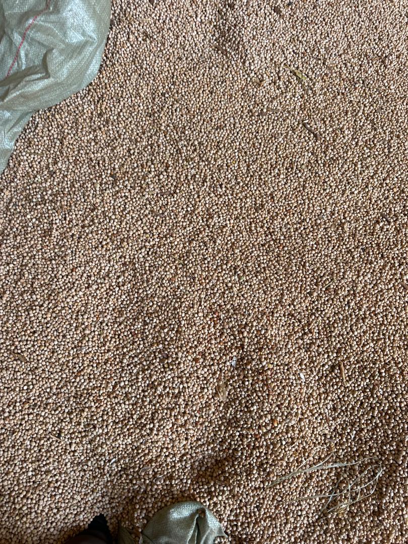 Export Opportunities for Tanzanian Pulses