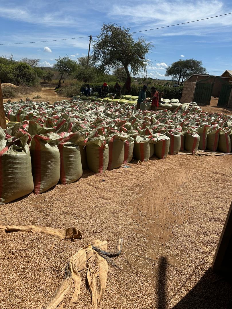 How to Enhance Youth Agriculture in Tanzania